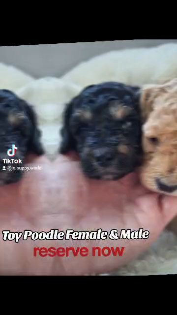 Toy Poodle in Palm Bay, Florida