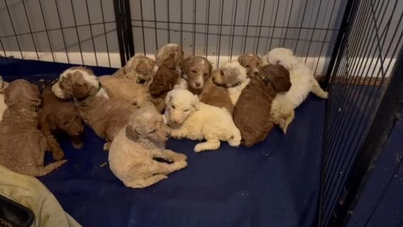 Mini Poodles in Tulsa, Oklahoma