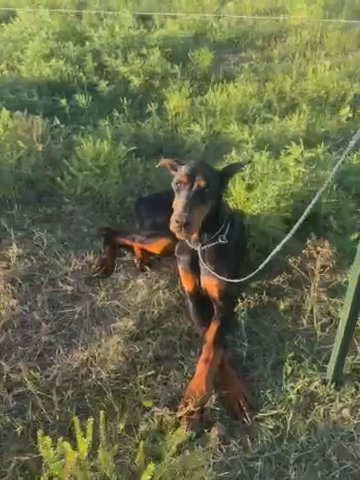 Euro Dobermann Male in Shawnee, Oklahoma