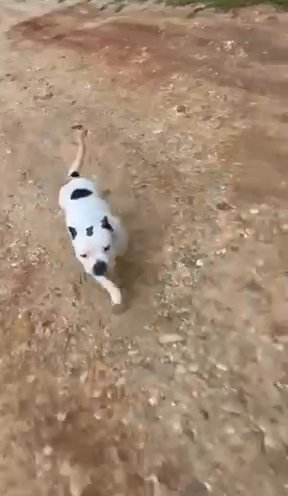 6 Month Old Pocket Female??? in Montgomery, Alabama