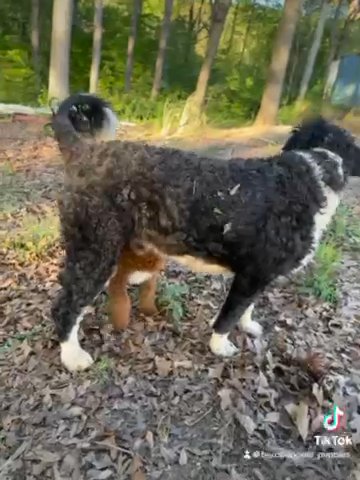Standard, Male Bernedoodle in Marietta, Georgia