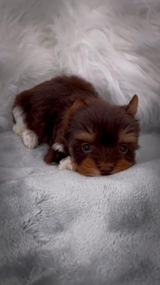 Tiny Choc Parti Male in Jackson, Tennessee