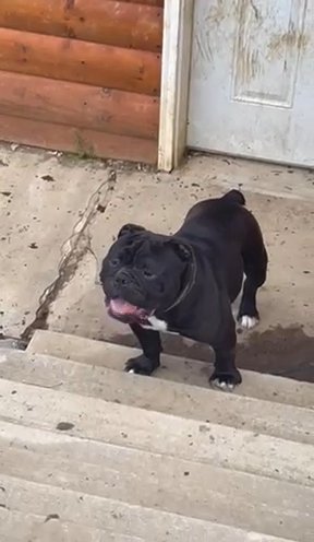 Olde English Bulldogge in Fairmont, West Virginia