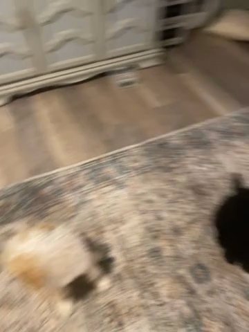 Party Labradoodle Puppy Doodle puppies Hypoallergenic in North Port, Florida