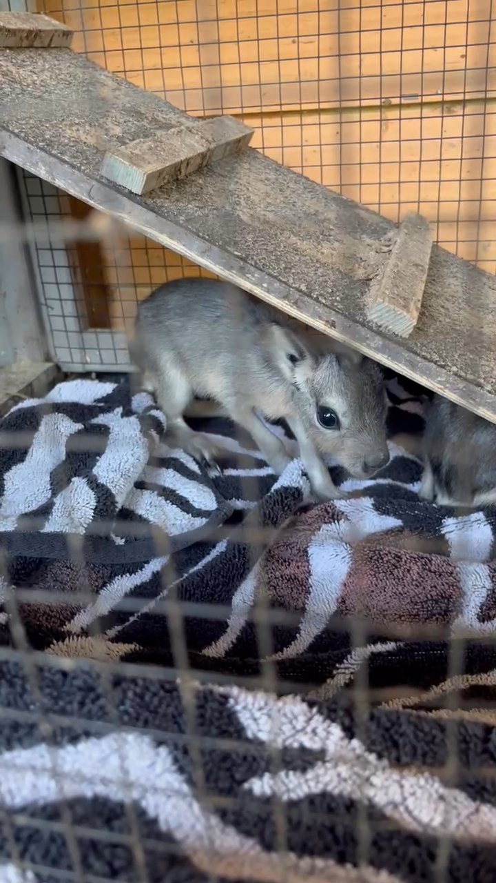 Patagonian maras in Gainesville, Florida