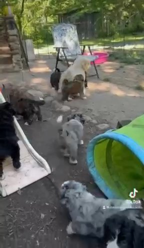 Mini Medium F1 Bernedoodles in Kokomo, Indiana