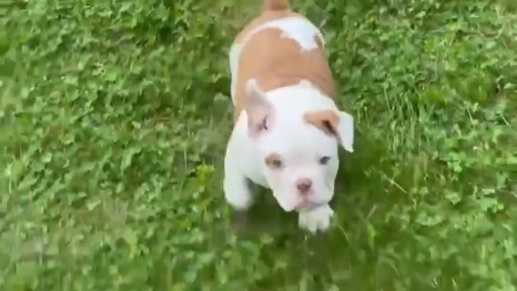 Micro bully boy ready for a good home in Derry, New Hampshire