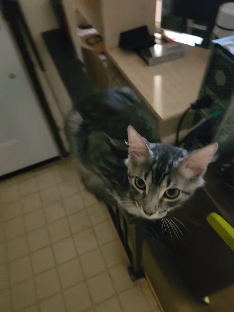 cats everywhere in Dallas, Texas