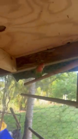 Love Birds For Sale! in The Acreage, Florida