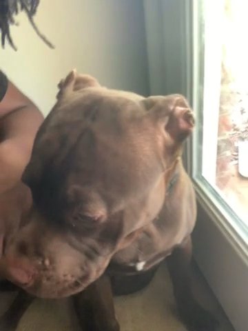 Broly Pup for sale in Birmingham, Alabama