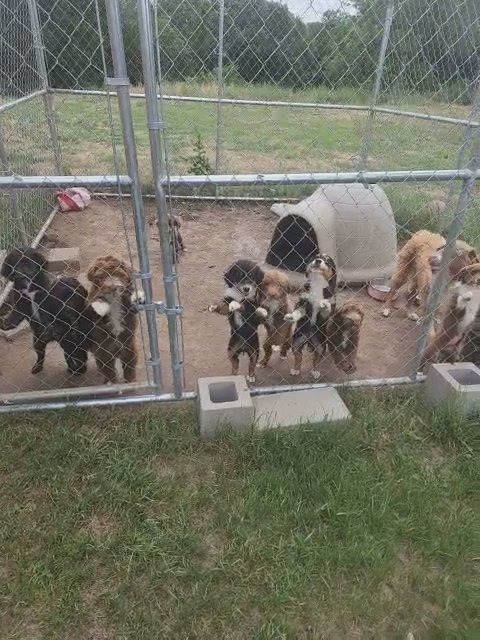 Aussiedoodle puppies in Weatherford, Texas