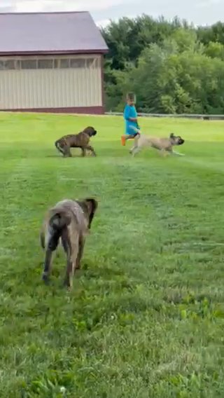 English Mastiff Pups in Medina, Ohio