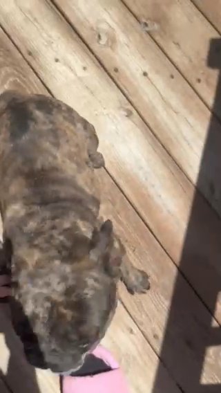 French Bulldog in Fairmont, West Virginia