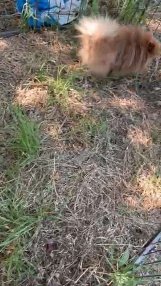 Akc Pomeranian in Tulsa, Oklahoma