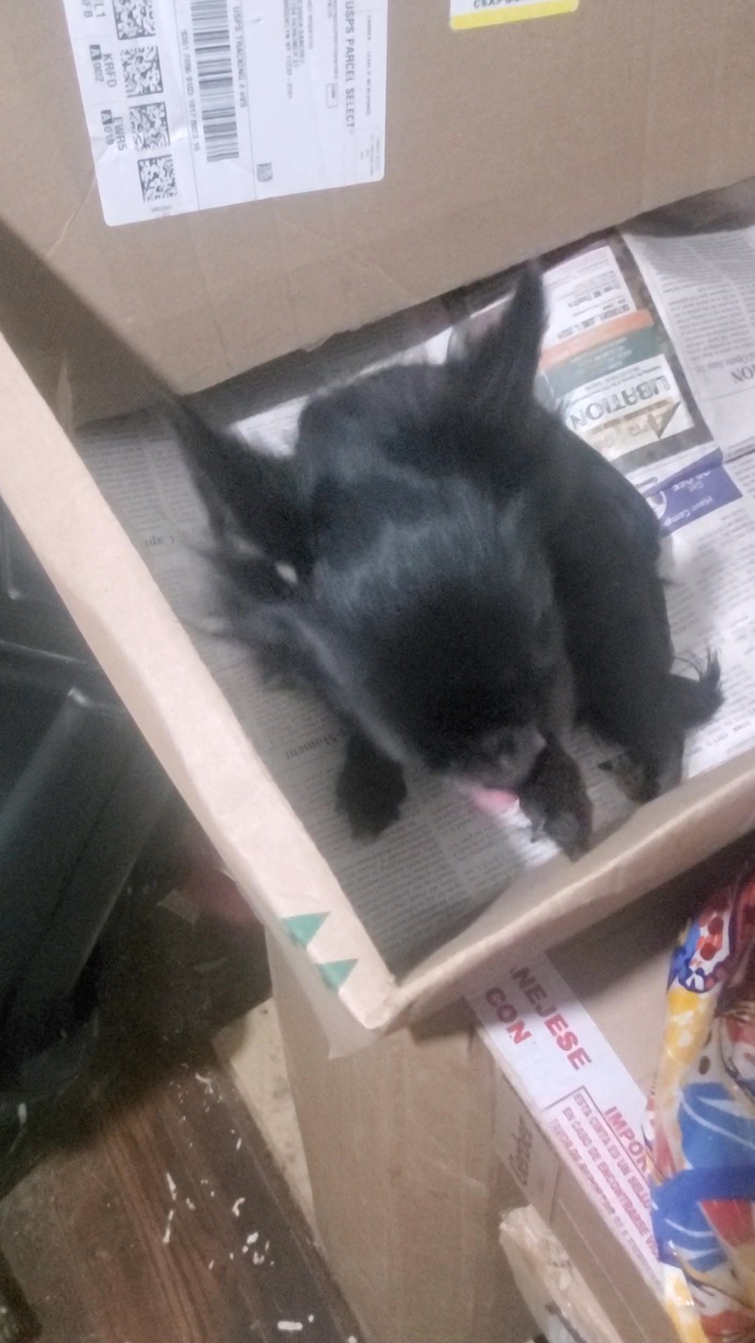 2.5yr BOY $550 CHIHUAHU NYC in New York City, New York