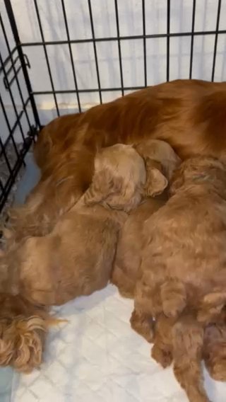 Cockerpoo Males RESERVED in Houston, Texas