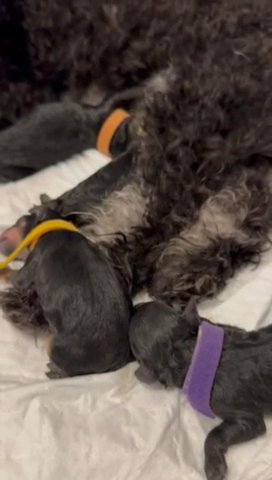 Toy Poodle Males RESERVED in Houston, Texas