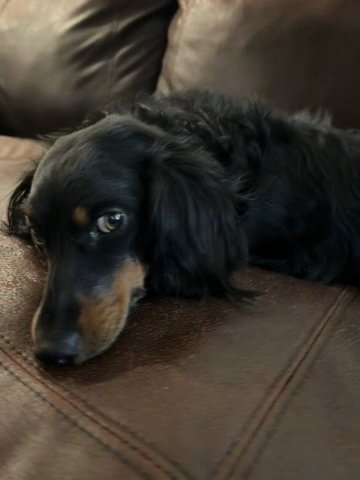 Long Hair Dachshund in Goodyear, Arizona