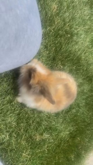 Baby bunny in Riverside, California