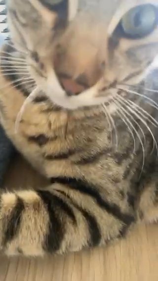 Sandy Bengal Kitten in Fontana, California