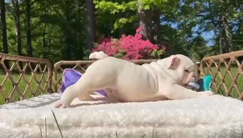 Male English Bulldog in New Britain (Town), Connecticut