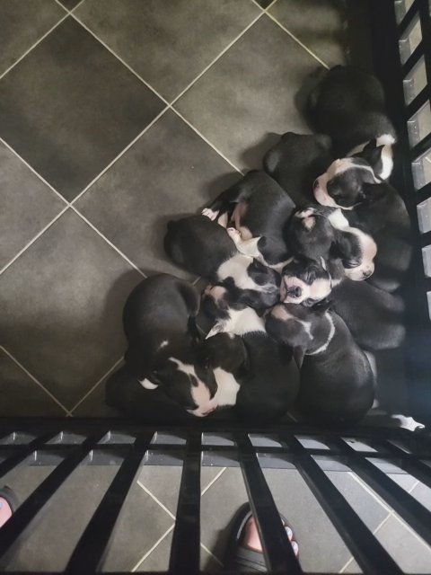 Boston Terriers Ready for Their Forever Homes ? ✨️ ❤️ in Indianapolis, Indiana