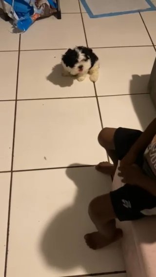 Shih Tzu in Fort Lauderdale, Florida