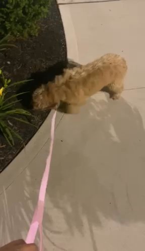 5 Month Old Mini Goldendoodle in Columbus, Ohio