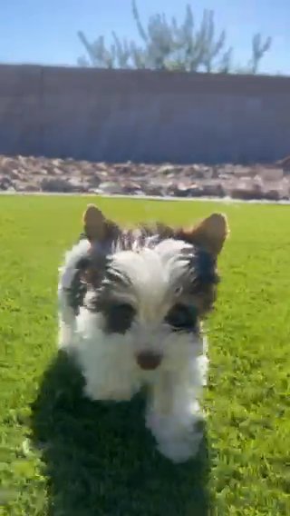 Chocolate parti Yorkie in Las Vegas, Nevada