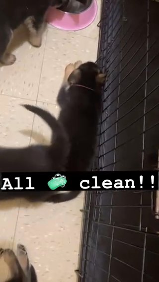 Purebreed German Shepherds in New York City, New York