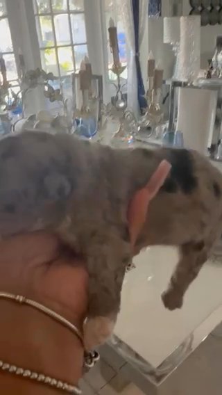 Merle Toy Poodle Female Girl Newborn Puppy in Orlando, Florida