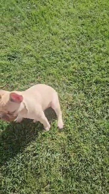 French Bulldog in Chicago, Illinois