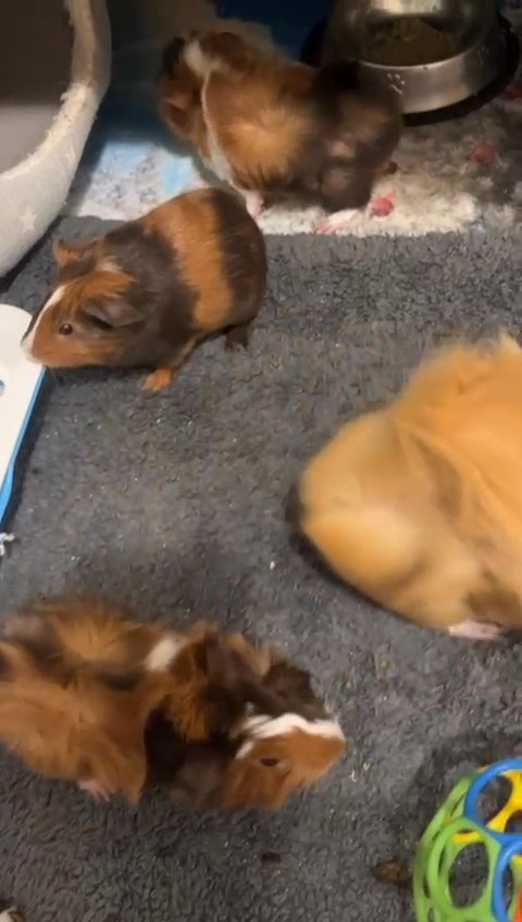 Big cage +guinea pigs in Pittsburgh, Pennsylvania