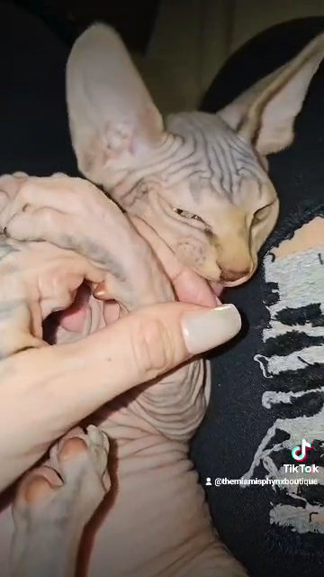 Hairless Cats For Sale in Los Angeles, California