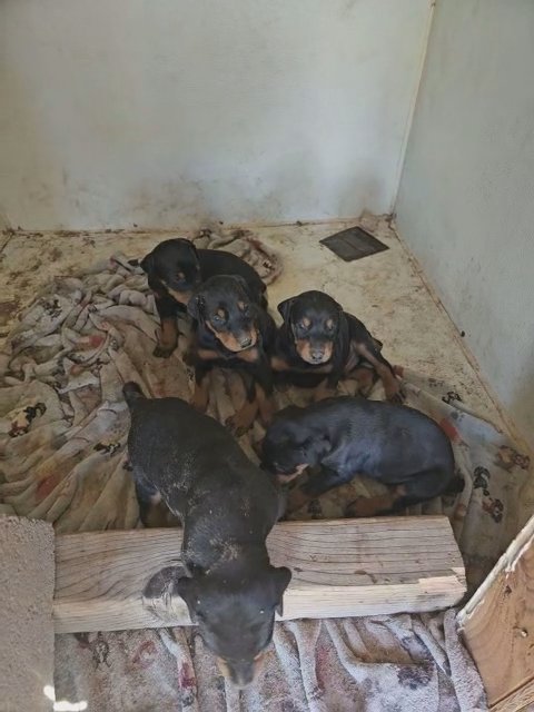 Dobermans! in El Paso, Texas