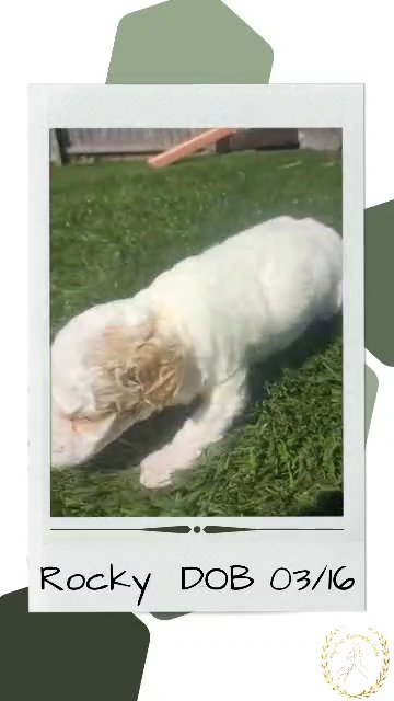 Rocky in Goshen, Indiana