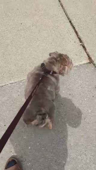 Female English Bulldog in Royal Oak, Michigan