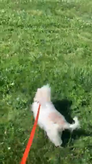 Finding A New Home For Coca in Omaha, Nebraska
