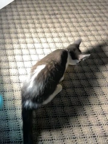Adorable Tuxedo Kitten in Agawam Town, Massachusetts