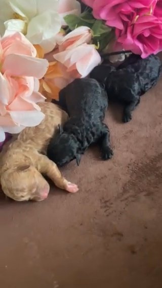 Toy Poodle Puppies in Marietta, Georgia