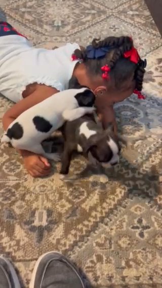 AKC Boston Terrier puppies in Ocala, Florida
