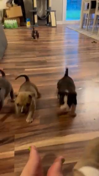 Bully Pups in Dayton, Ohio