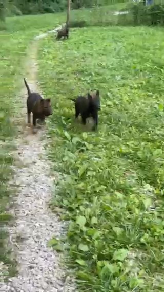 Black/sable Gsd in Richmond, Kentucky