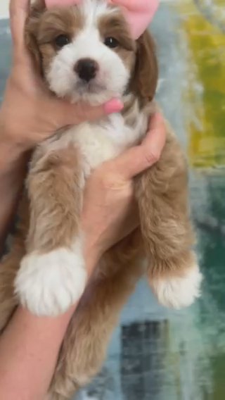 Micro Goldendoodle in Dallas, Texas