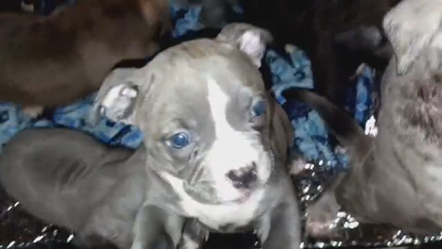 Bully XL pups in Fredericksburg, Virginia