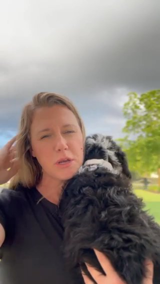 Troy f1 Bernedoodle in Marion, Ohio