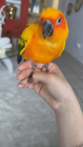 Sun Conure in Houston, Texas