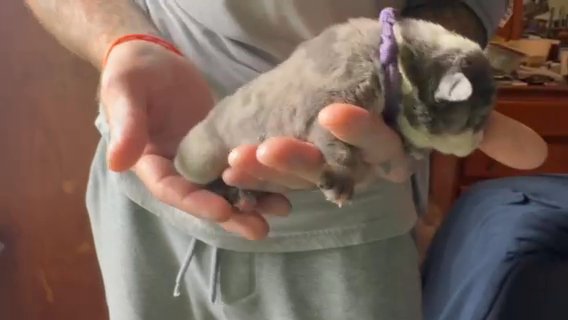 Miss Purple Collar in Lakeland, Florida