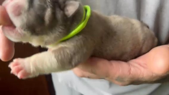 Mr Neon Collar in Lakeland, Florida