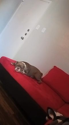 Vendo , Hembra in Phoenix, Arizona